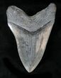 Lower Megalodon Tooth - Georgia #21724-2